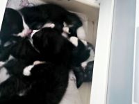 12 Wochen alte Katze Kinder suchen noch