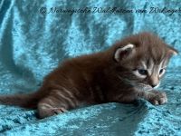 Norwegischen Waldkatzen vom Wikinger Clan