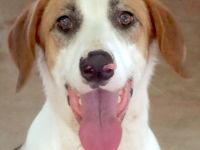 Chuck, männlicher Mischling