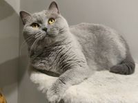 BKH Katzendame sucht liebevolles Zuhause