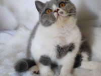 BKH Kitten mit Stammbaum sucht noch ein Zuhause