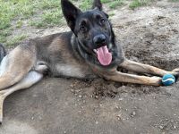 Schäferhund / Malinois Mix