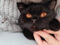 Liebe BKH Katze mit Stammbaum abzugeben