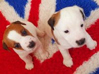 British Jack Russell Terrier (hochläufig)