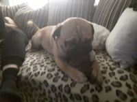 Engländische bulldogge mix sucht Prinzessin zum decken , kein Verkauf!,