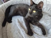 Kali sucht ihr Zuhause!