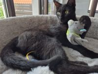 Kali sucht ihr Zuhause!