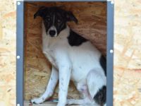 Verliebst du dich in den traurigen Buba?