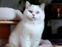 Britischkurzhaarkaterchen mit Stammbaum