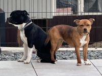 Staffordshire Bullterrier