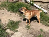 Suche ein liebes volles zu Hause