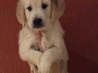 Goldene Retriever Welpen