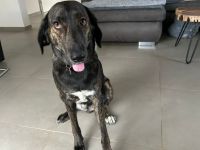 Zuhause gesucht für Neela