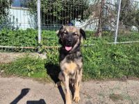 Murfee wartet auf sein Glück: Ein freundlicher Hund mit großem Herz