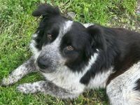 Freundliche Enka sucht ihr Zuhause