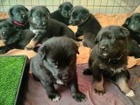 Schäferhund Welpen vom Urtyp