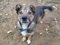 Lieber Petruscha sucht das große Glück