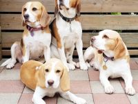 Beaglewelpen, Rr., tri.;