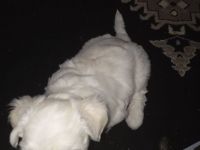 Malteser Mix Havaneser