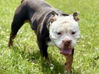Old English Bulldoggen rüde sucht neues zu Hause