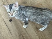 Bengal  Silber Mädchen Reinrassig 5 Monate