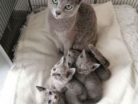 Zauberhafte Russisch Blau Kitten suchen ein liebevolles Zuhause