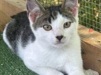 Emil - ein zurückhaltender Schatz wartet auf seine Chance