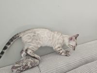 Wunderschönes reinrassiges Bengal Kitten mit Stammbaum