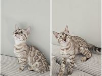 Wunderschöne reinrassige Bengal Kitten mit Stammbaum