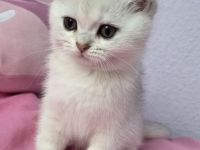 Britisch Kurzhaar Kätzchen – ab sofort abgabebereit