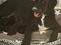 Doodle-Welpen suchen ein liebevolles zuhause