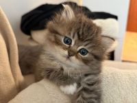 Geschwisterpärchen auf der Suche nach einem liebevollen Zuhause