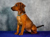 Deutscher Pinscher welpen