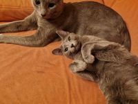 2 x Russisch Blau 1 Junge u 1 Mädchen mit Stammbaum u Zucht Frei gabe