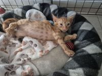 Verlassenes Kätzchen