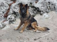 Weihnachtswunder für Altdeutscher schäferhund