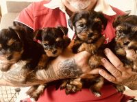 Welpen Yorkshire Terrier