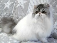 verschmuste Perserkatze