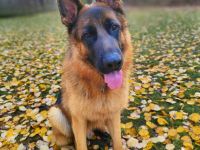 Archie in 94227 Zwiesel sucht sein Für-immer-Zuhause