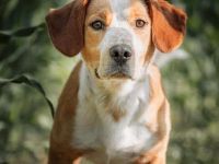 Micky in 70191 Stuttgart sucht sein Für-immer-Zuhause