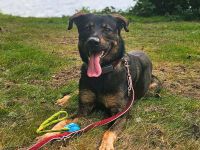 Loki in 12167 Berlin sucht sein Für-immer-Zuhause