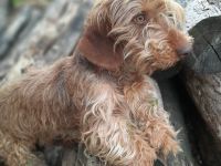 Rauhaardackel 1.5 jahre alt Rüde