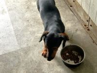 Enno  - sucht Dackelfans - RESERVIERT