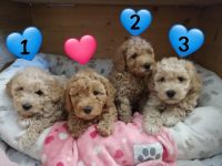 1. Zwerg Pudel junge sucht noch