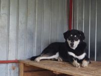 Sanfter Simba möchte endlich gesehen werden