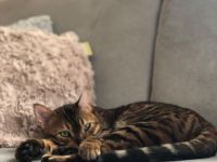 Bengal Kater