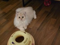 Reinrassige BKH & BLH Kitten suchen Liebevolle Familie