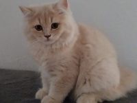 Reinrassige BKH & BLH Kitten suchen Liebevolle Familie