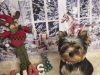 Yorkshire Terrier Hündin