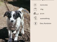 LARA und LIMA - Wirbelwinde suchen Familie